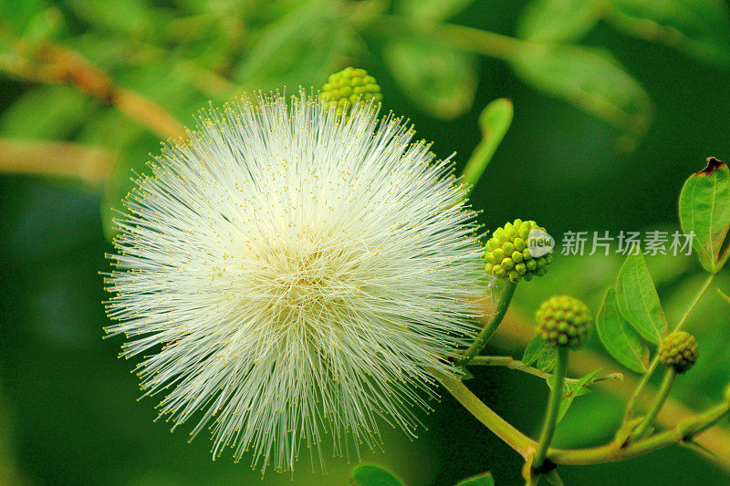 红粉扑/白花白花